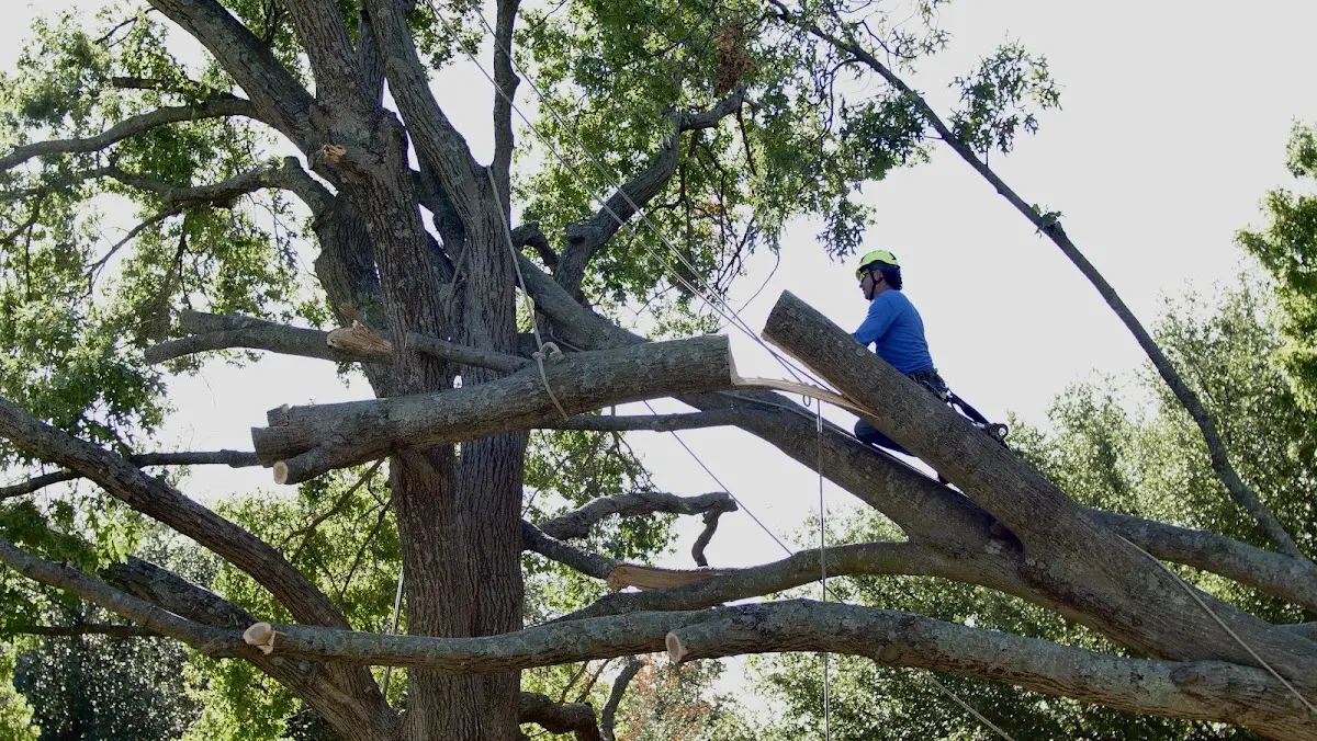 Professional Hazardous Tree Removal performed by certified arborists in Highland Park