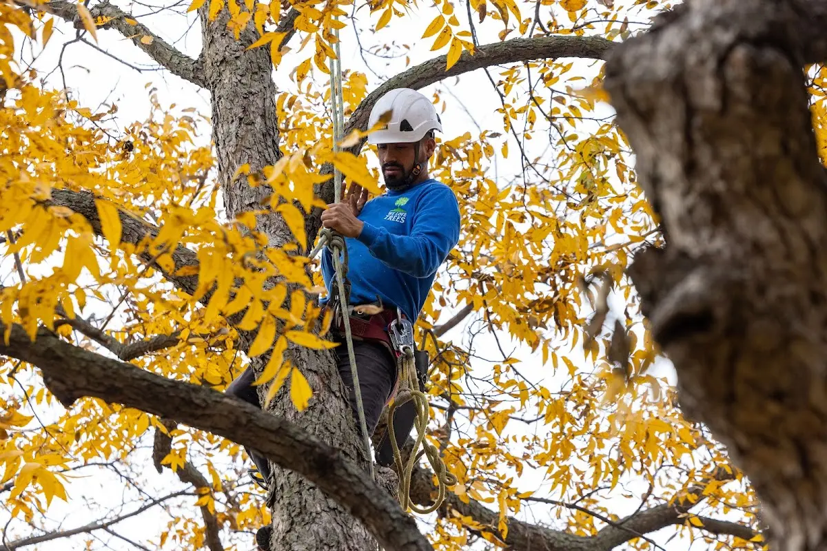 Skilled Storm Damage Cleanup crew working in Highland Park