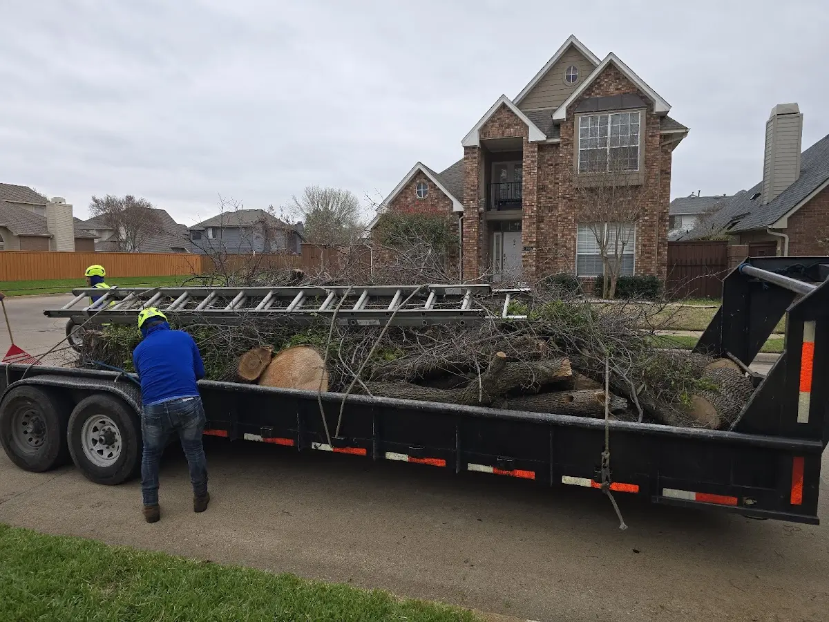 Expert Deadwooding with proper safety equipment in Highland Park